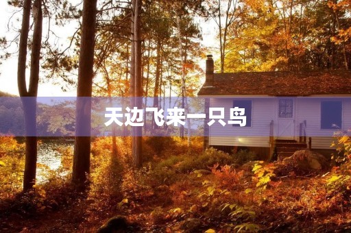 天边飞来一只鸟，携来什么样的惊喜？