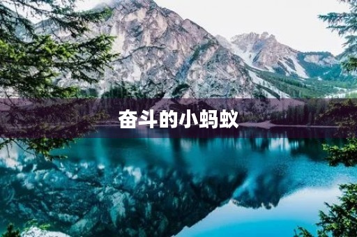 奋斗的小蚂蚁
