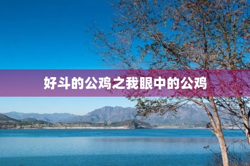 好斗的公鸡之我眼中的公鸡