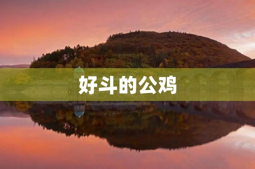 好斗的公鸡 好斗的公鸡