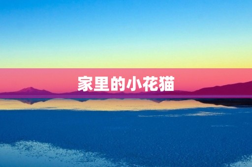 家里的小花猫 家里的小花猫
