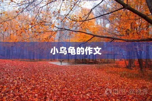 小乌龟的作文 小乌龟的作文