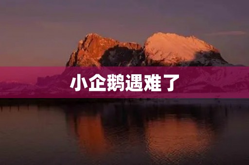 小企鹅遇难了 小企鹅遇难了
