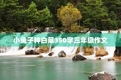 小兔子种白菜350字三年级作文