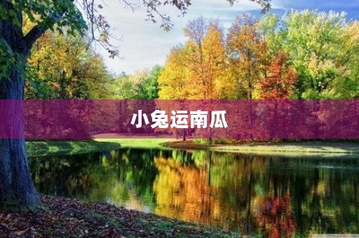 小兔运南瓜,喜迎万圣节 小兔运南瓜,喜迎万圣节