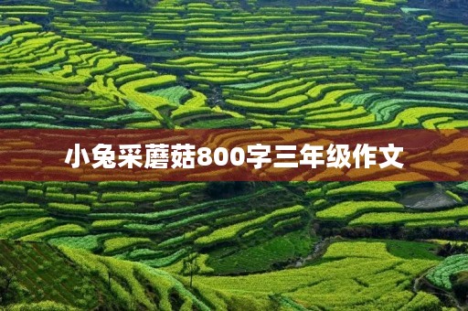 小兔采蘑菇800字三年级作文