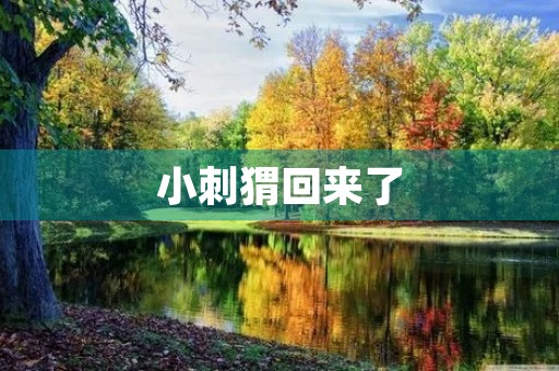 小刺猬回来了