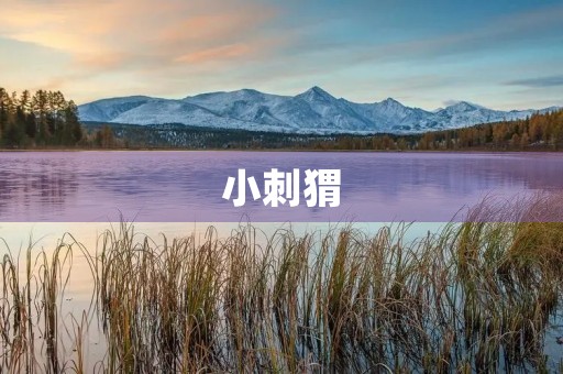 小刺猬,你别走 小刺猬,你别走