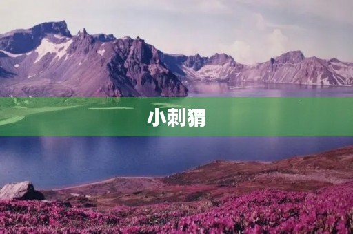 小刺猬,别走300字三年级作文 小刺猬,别走300字三年级作文