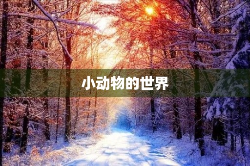 小动物的世界 小动物的世界