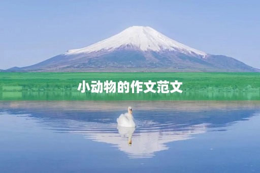 小动物的作文范文