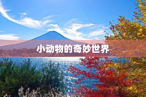 小动物的奇妙世界 小动物的奇妙世界