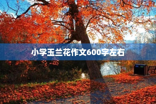 小学玉兰花作文600字左右
