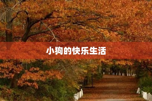 小狗的快乐生活 小狗的快乐生活