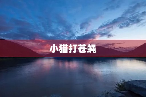 小猫打苍蝇