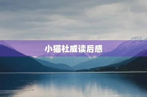小猫杜威读后感