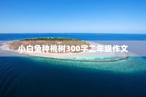小白兔种桃树300字二年级作文