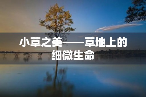 小草之美——草地上的细微生命 小草之美——草地上的细微生命