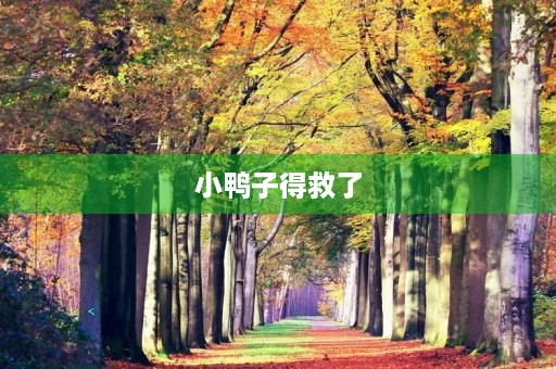 小鸭子得救了 小鸭子得救了