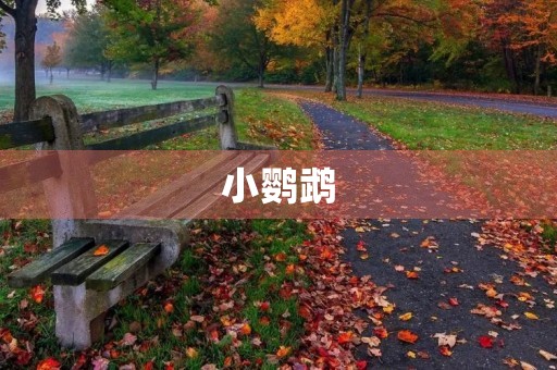 小鹦鹉 小鹦鹉