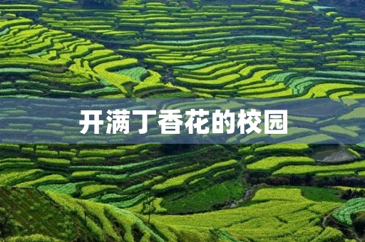 开满丁香花的校园