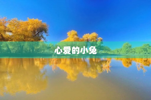 心爱的小兔 心爱的小兔
