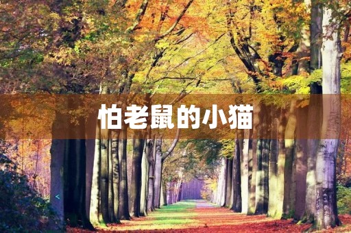 怕老鼠的小猫