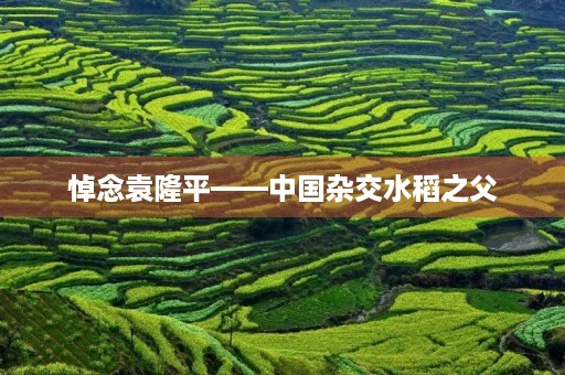 悼念袁隆平——中国杂交水稻之父 悼念袁隆平——中国杂交水稻之父