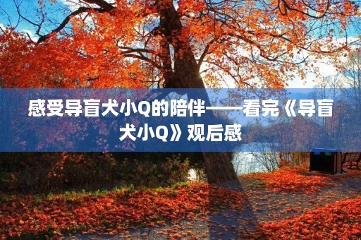 感受导盲犬小Q的陪伴——看完《导盲犬小Q》观后感