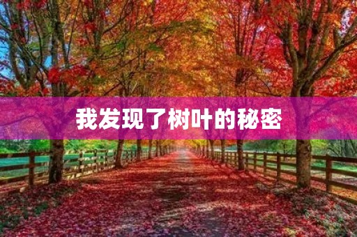 我发现了树叶的秘密