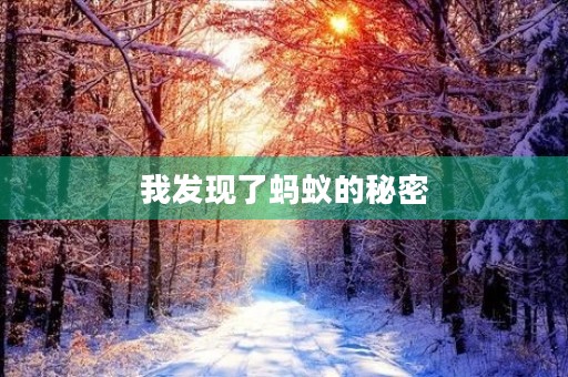 我发现了蚂蚁的秘密