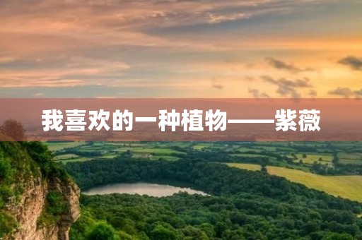 我喜欢的一种植物——紫薇 我喜欢的一种植物——紫薇
