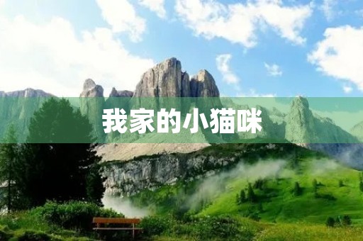 我家的小猫咪