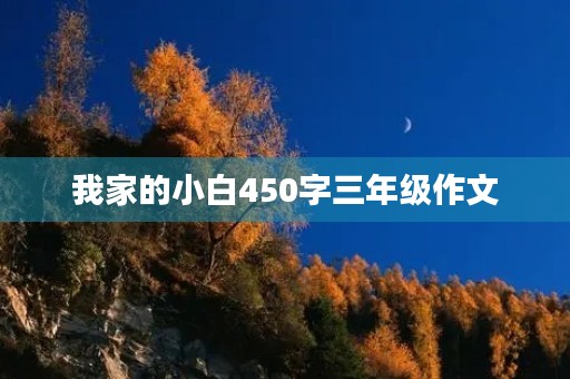 我家的小白450字三年级作文