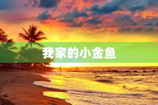 我家的小金鱼