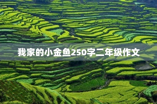 我家的小金鱼250字二年级作文 我家的小金鱼250字二年级作文