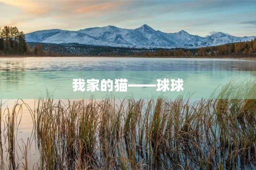 我家的猫——球球