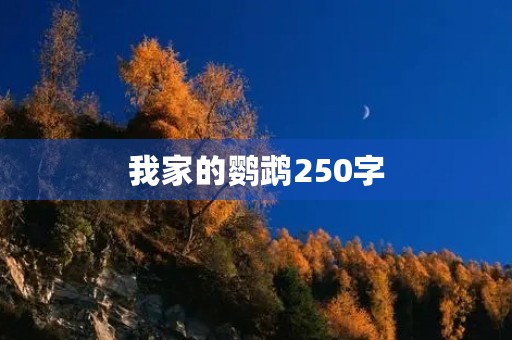 我家的鹦鹉250字 我家的鹦鹉250字