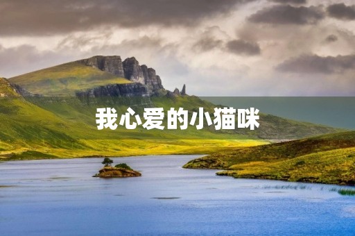我心爱的小猫咪