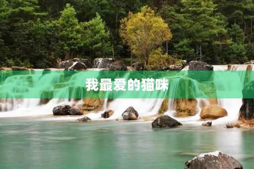 我最爱的猫咪