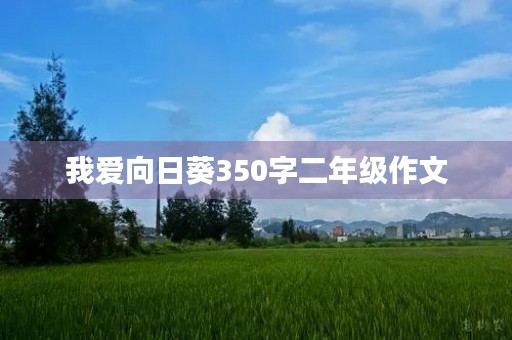 我爱向日葵350字二年级作文