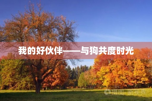 我的好伙伴——与狗共度时光