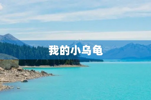 我的小乌龟 我的小乌龟