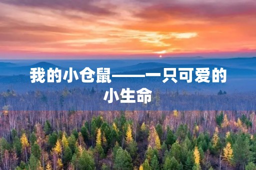 我的小仓鼠——一只可爱的小生命