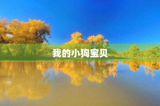 我的小狗宝贝