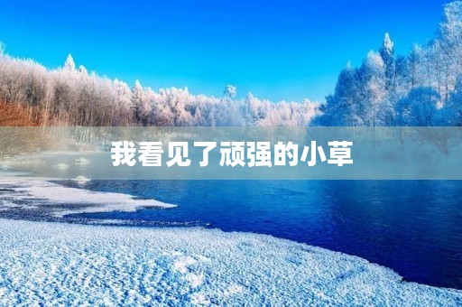 我看见了顽强的小草