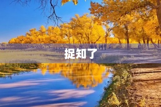 捉知了 捉知了