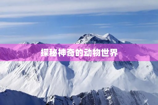 探秘神奇的动物世界 探秘神奇的动物世界