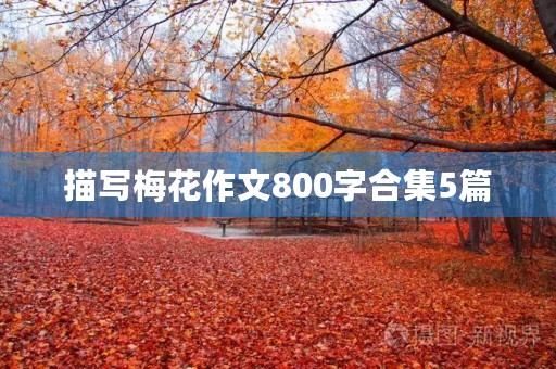 描写梅花作文800字合集5篇