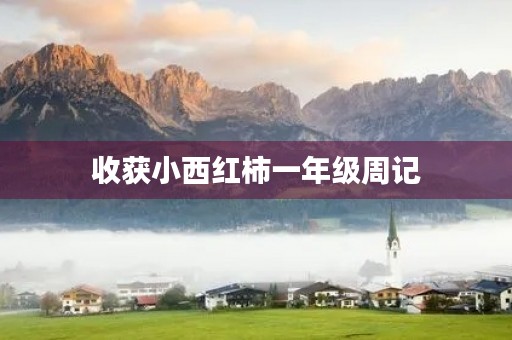 收获小西红柿一年级周记